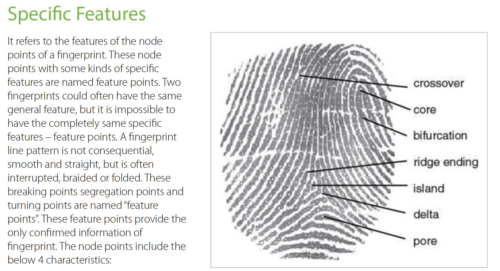 ZKTeco College- Fundamental of Fingerprint Recognition